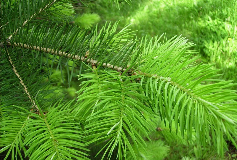 Изображение особи Pseudotsuga menziesii.