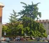 Cedrus deodara. Взрослое и старое дерево. Италия, Венето, г. Верона, в озеленении. 23.07.2010.