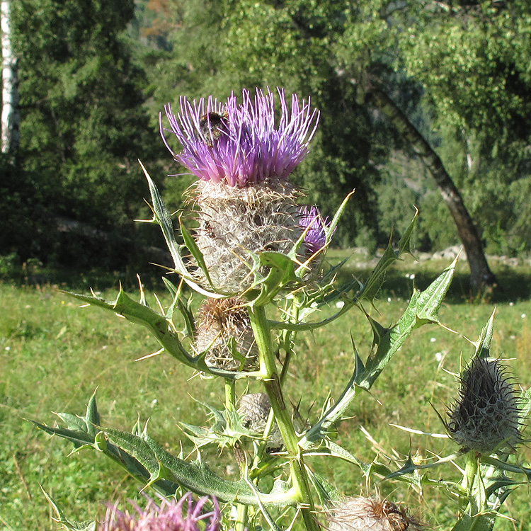 Image of Cirsium pugnax specimen.