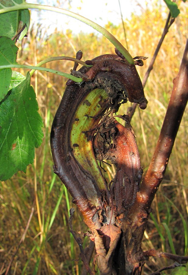 Image of Alnus incana specimen.