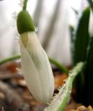 Galanthus plicatus. Цветок. Крым, Белогорский р-н, хр. Кубалач. 20 марта 2011 г.