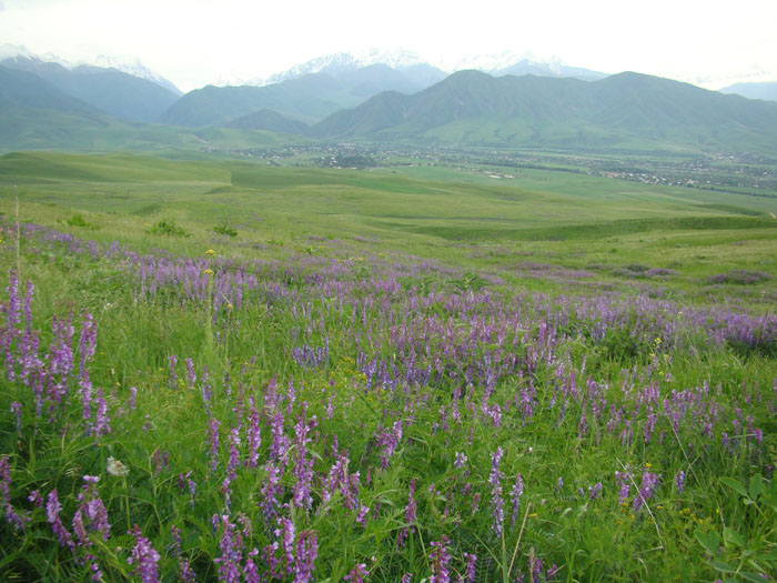 Image of Vicia tenuifolia specimen.