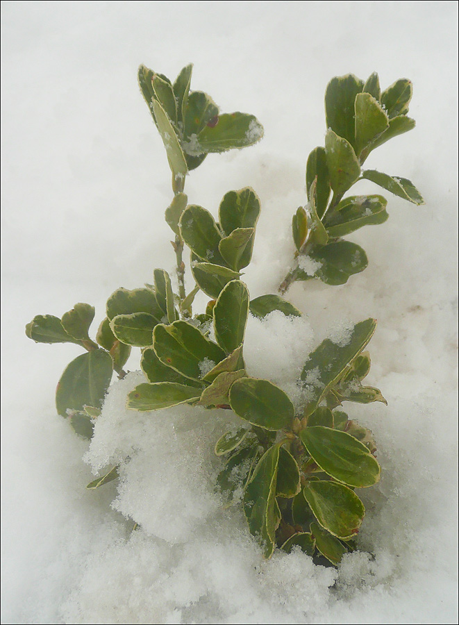 Image of Euonymus japonicus specimen.