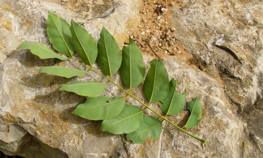 Image of Cassia fistula specimen.