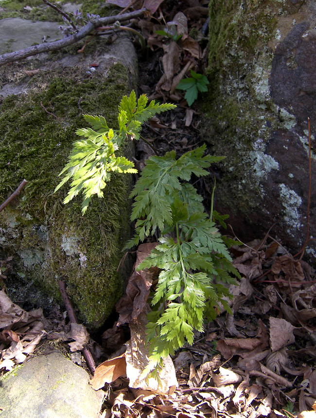 Изображение особи Asplenium adiantum-nigrum.