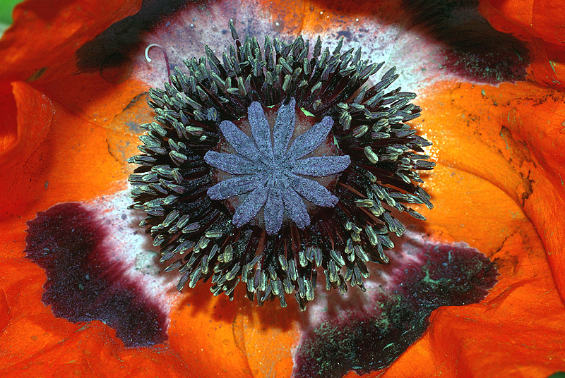 Image of Papaver setiferum specimen.