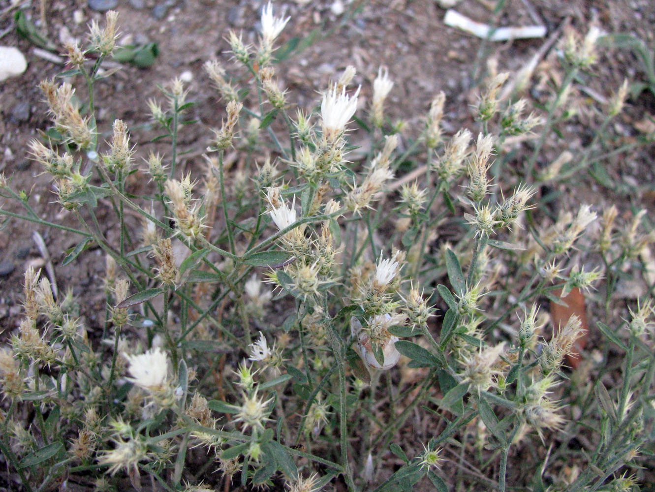 Image of Centaurea diffusa specimen.