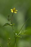 Geum urbanum