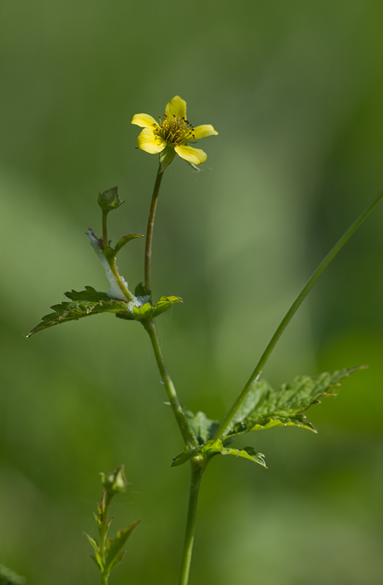 Image of Geum urbanum specimen.