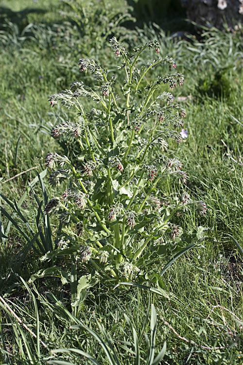 Image of Rindera echinata specimen.