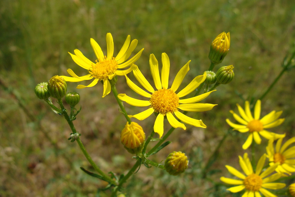 Image of Senecio jacobaea specimen.