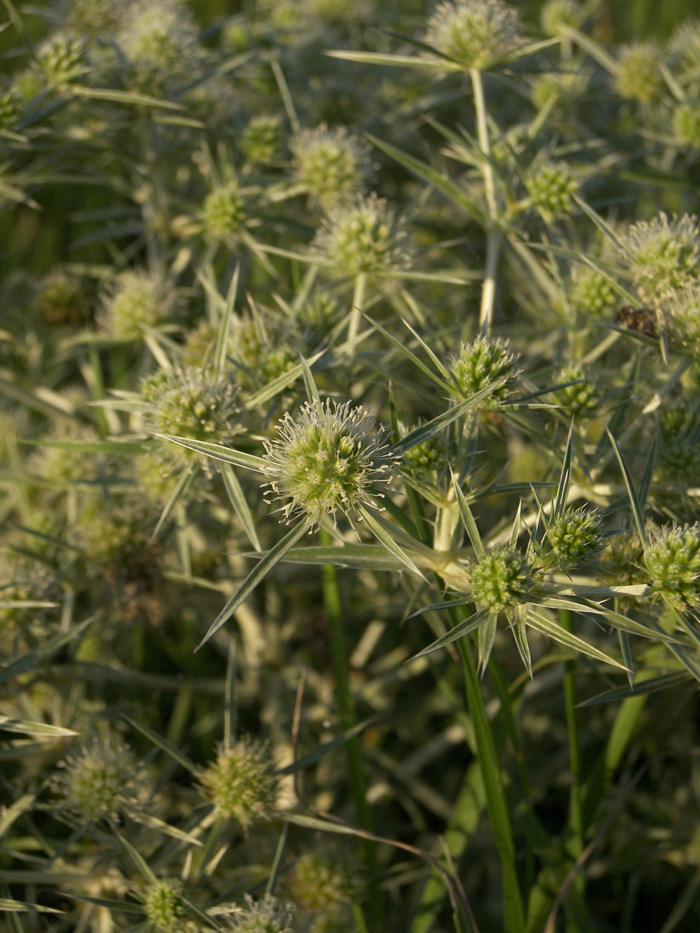 Изображение особи Eryngium campestre.