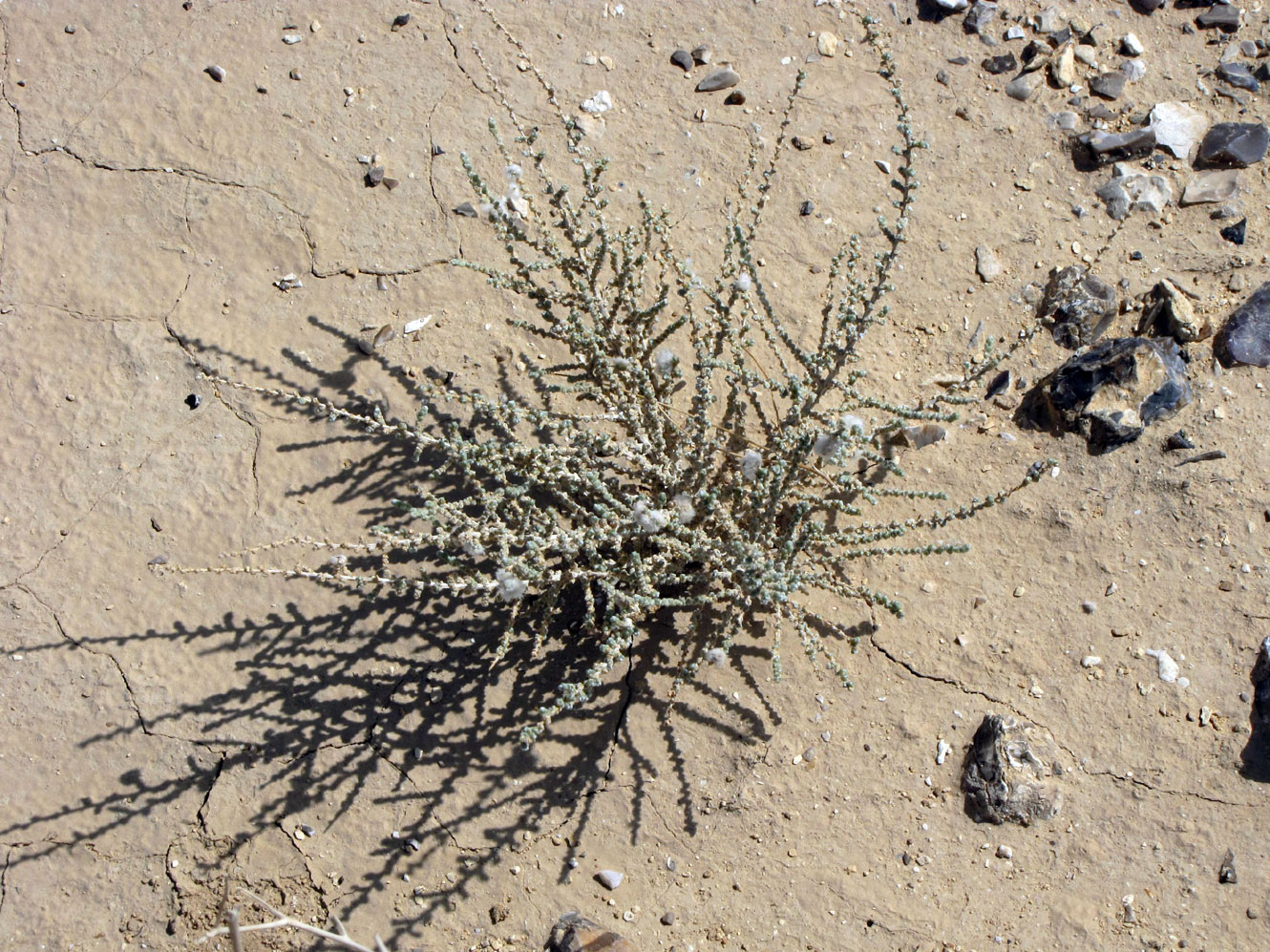 Image of Salsola cyclophylla specimen.