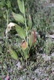 Lepidium latifolium. Основание побега. Южный Казахстан, правобережье Сыр-Дарьи выше устья Арыси. 27.05.2012.