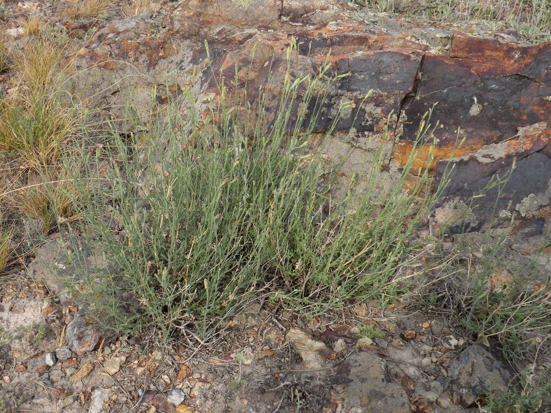 Image of Silene fruticulosa specimen.