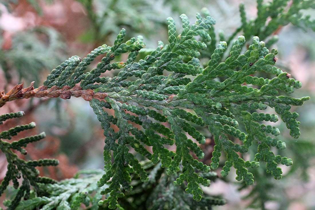 Image of Thuja occidentalis specimen.