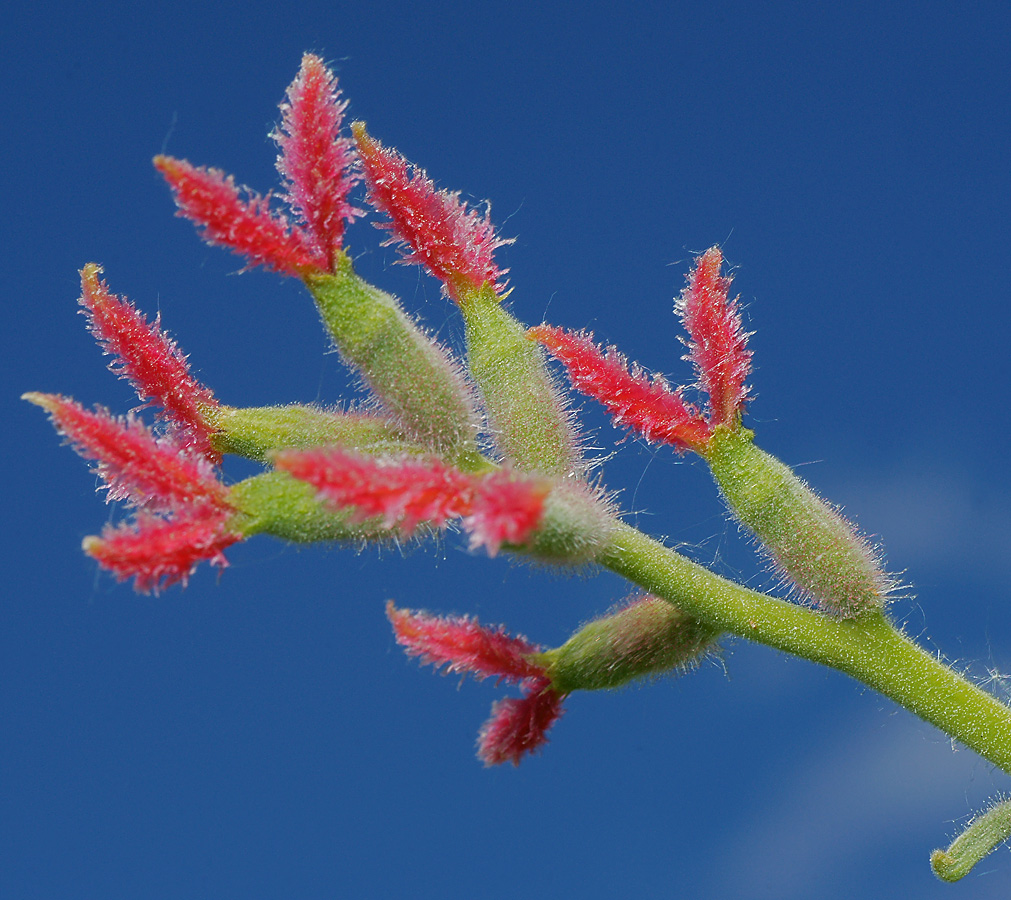 Image of Juglans mandshurica specimen.