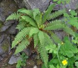 Dryopteris fragrans. Взрослое растение. Приморье, Сихотэ-Алинь, долина р. Серебрянка, каменистый склон. 11.08.2012.