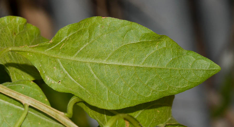 Изображение особи Lycianthes rantonnetii.