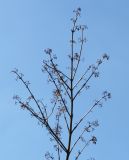 Callicarpa dichotoma. Ветка с остатками опавших соплодий. Германия, г. Krefeld, ботанический сад. 07.04.2013.