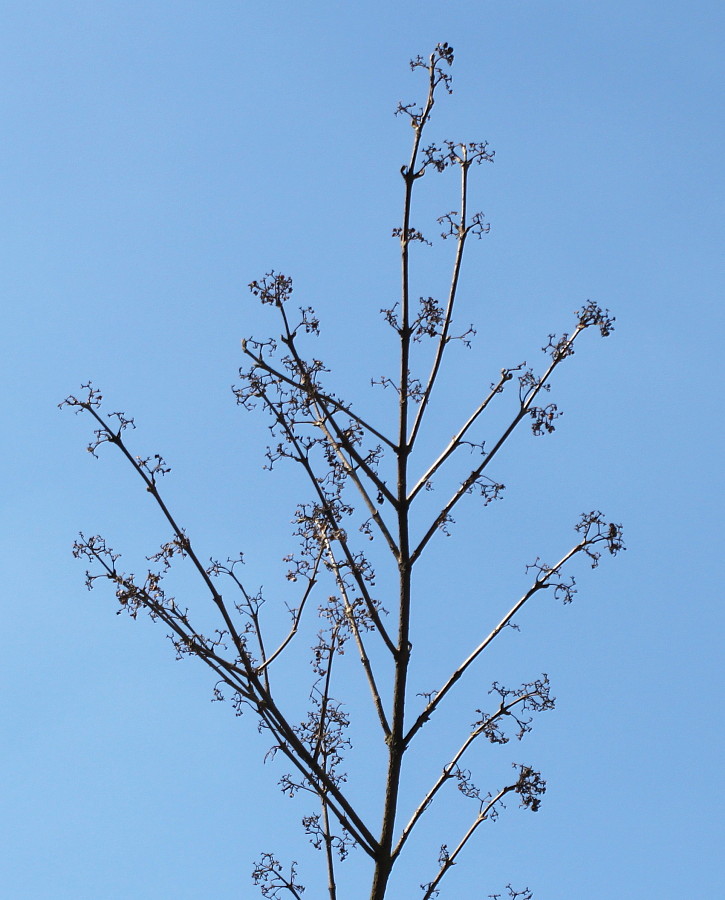 Изображение особи Callicarpa dichotoma.