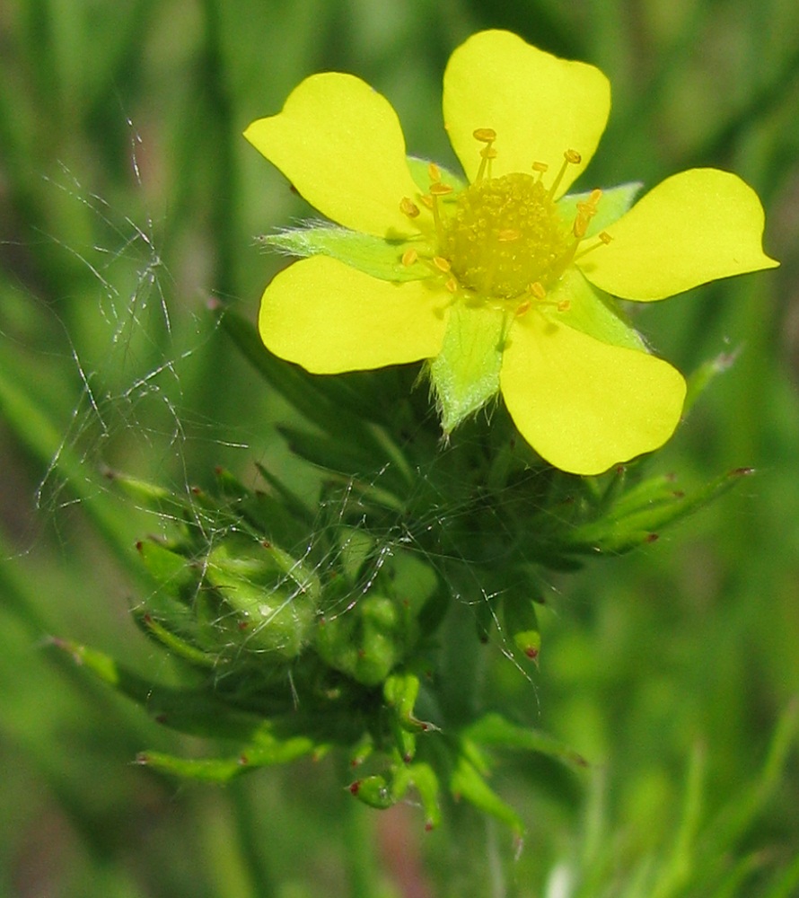 Image of Potentilla virgata specimen.