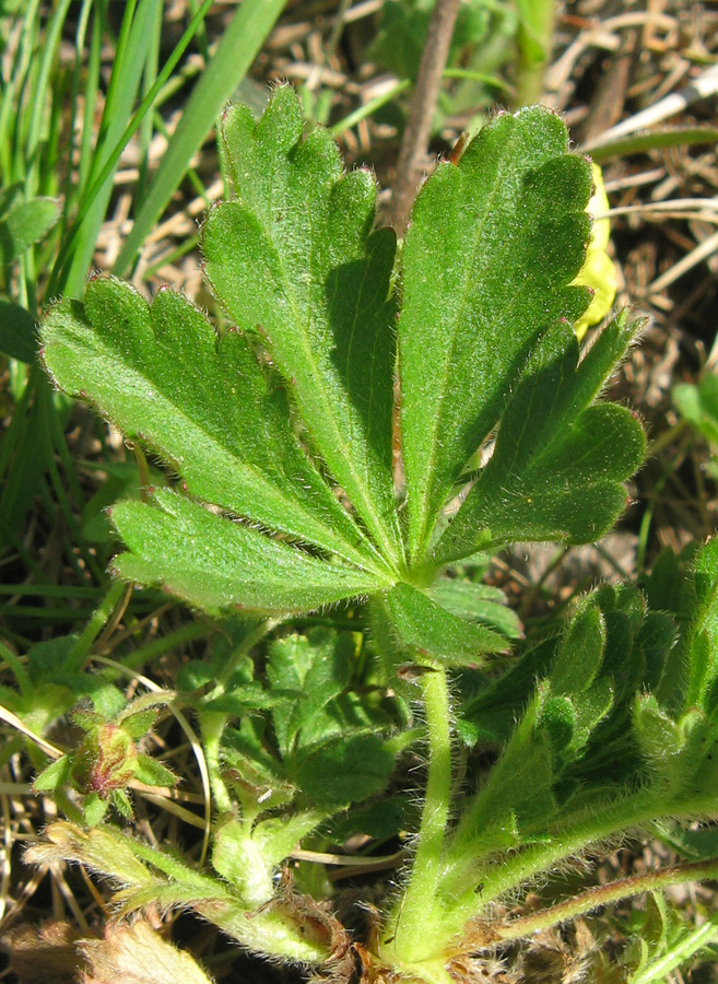 Image of Potentilla depressa specimen.