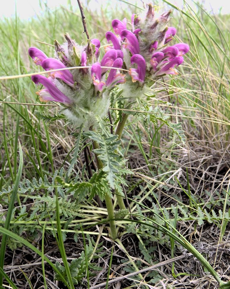 Изображение особи Pedicularis dasystachys.