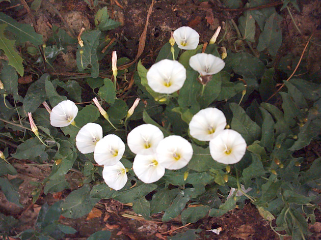 Image of Convolvulus arvensis specimen.