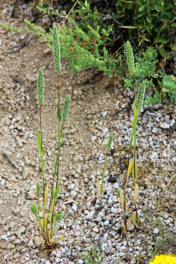 Image of Phleum phleoides specimen.