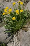 genus Taraxacum. Цветущее растение. Архангельская обл., Соловки, пос. Соловецкий. 02.06.2013.