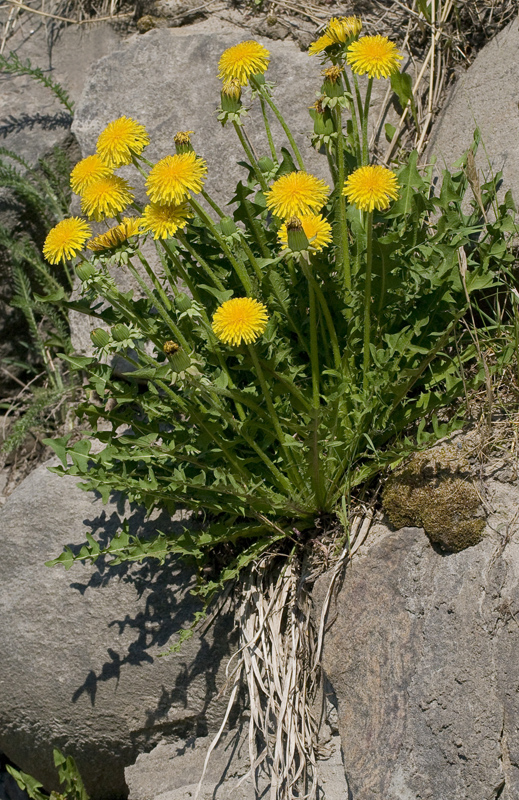 Изображение особи род Taraxacum.