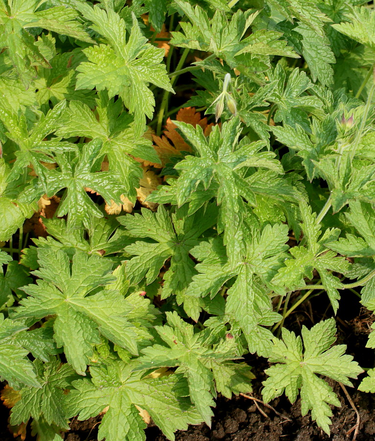 Image of Geranium endressii specimen.