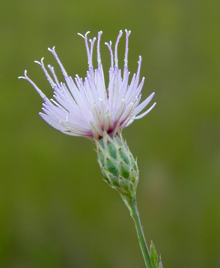 Изображение особи Klasea erucifolia.