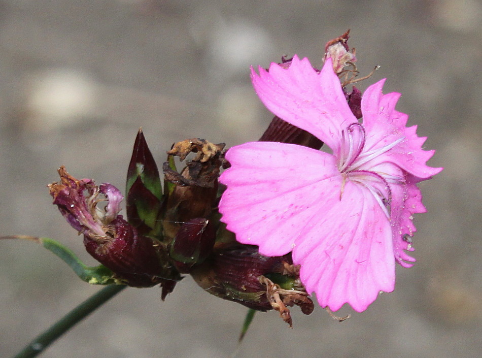 Изображение особи Dianthus carthusianorum.