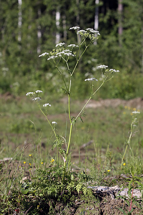 Image of Anthriscus sylvestris specimen.