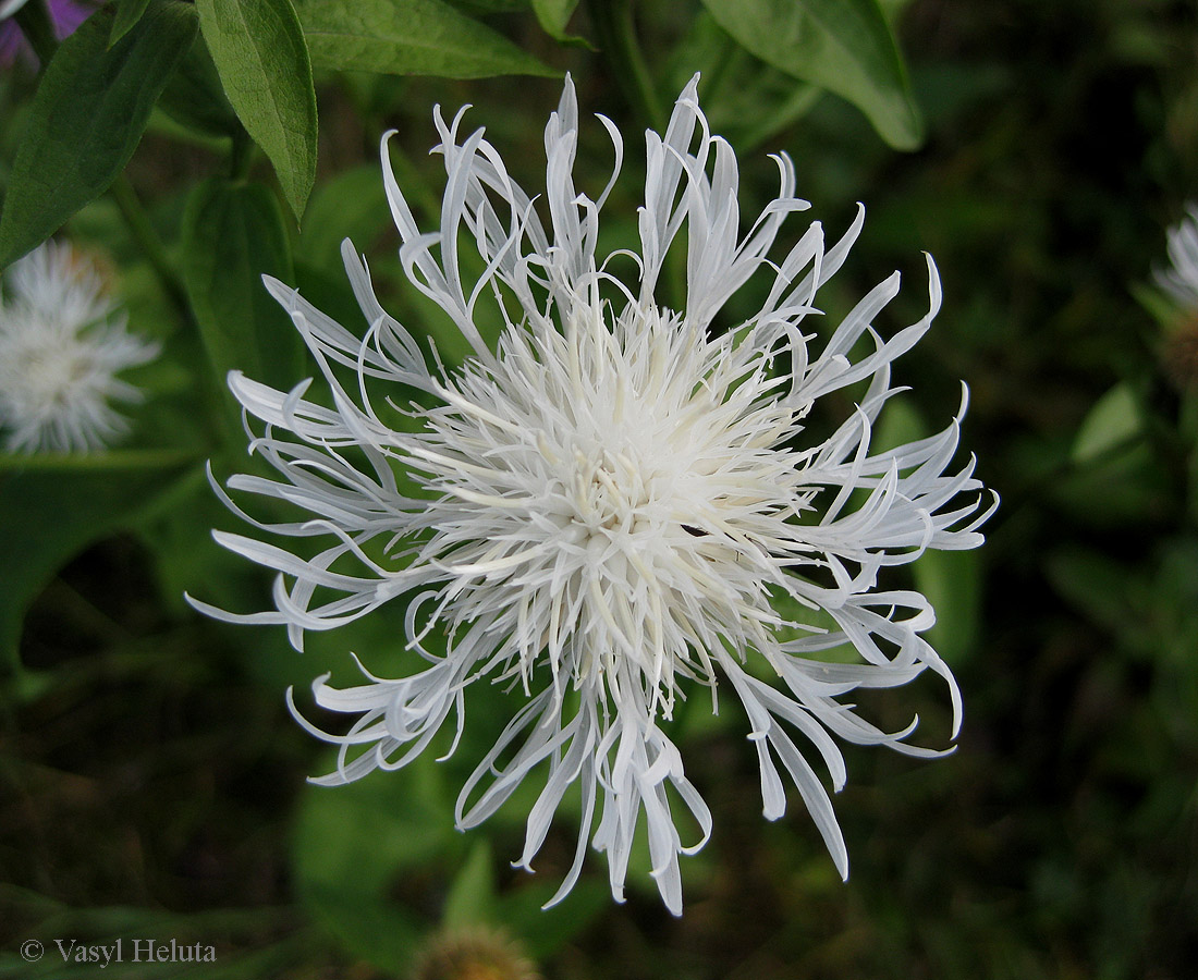 Image of Centaurea carpatica specimen.