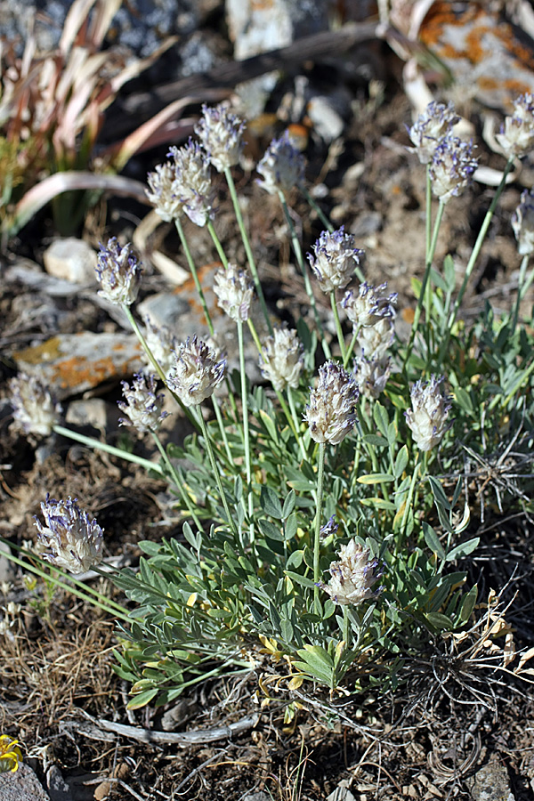 Изображение особи Astragalus schrenkianus.