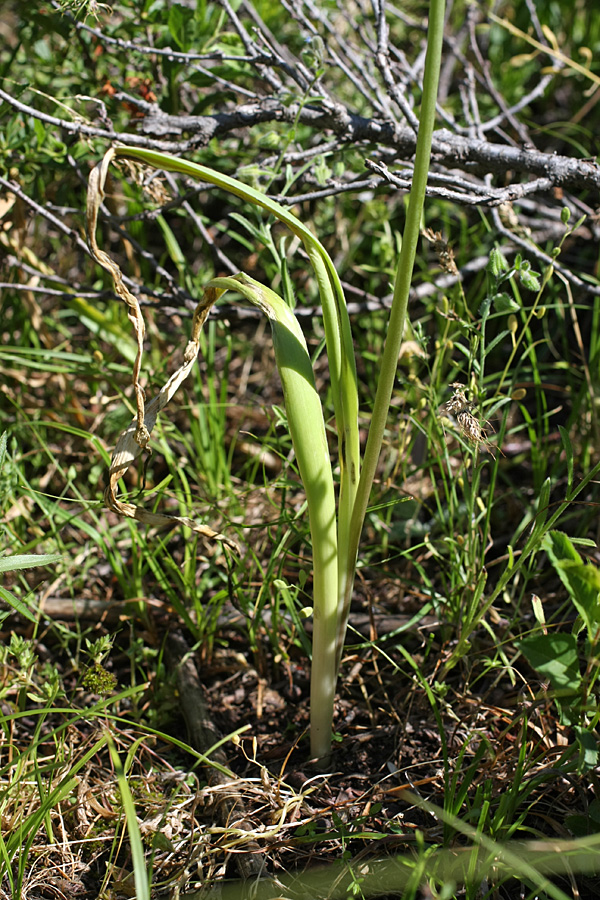 Изображение особи Allium severtzovioides.