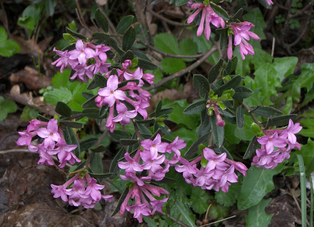 Image of Daphne woronowii specimen.