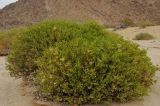 Trixis californica. Цветущее растение в пустыне. США, Калифорния, Joshua Tree National Park. 19.02.2014.