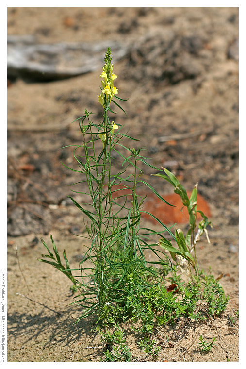 Изображение особи Linaria vulgaris.