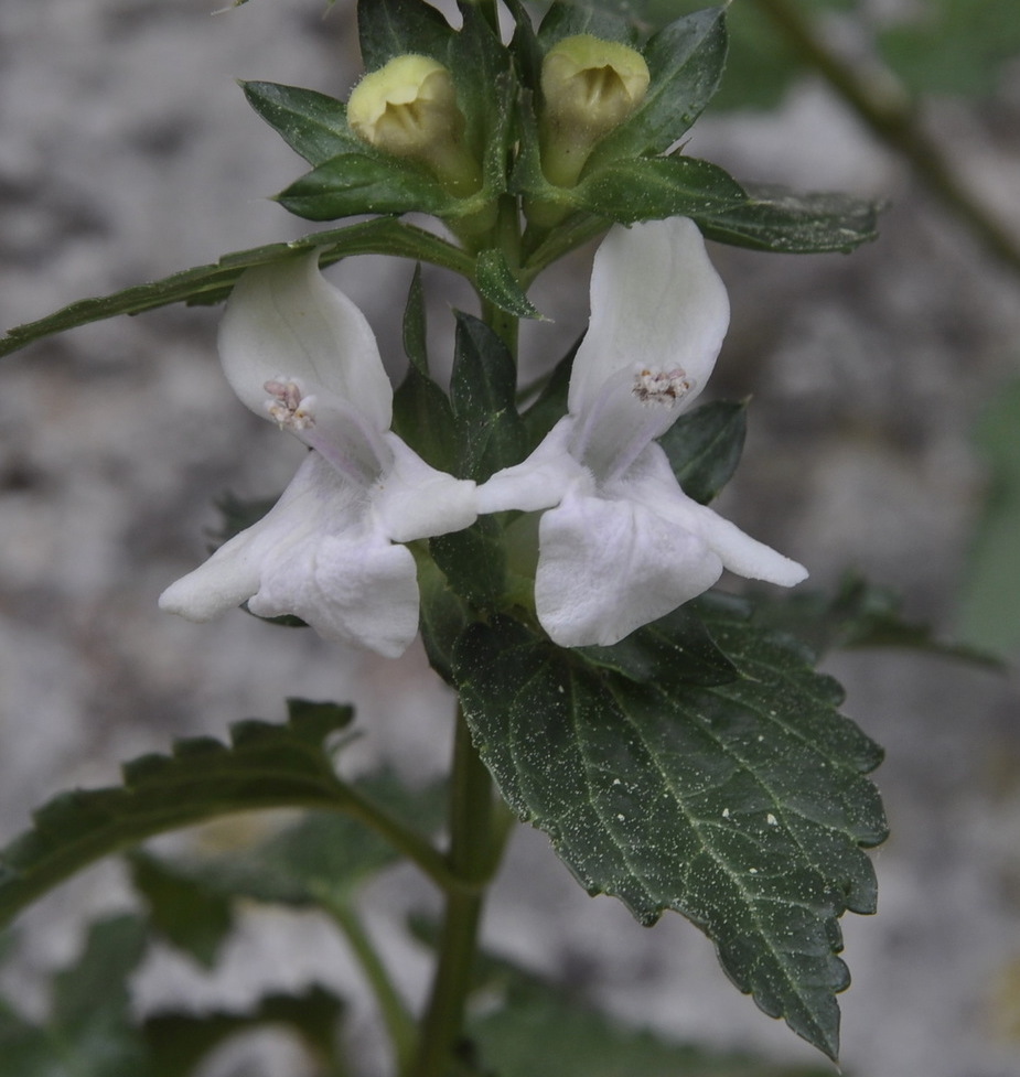 Image of Prasium majus specimen.