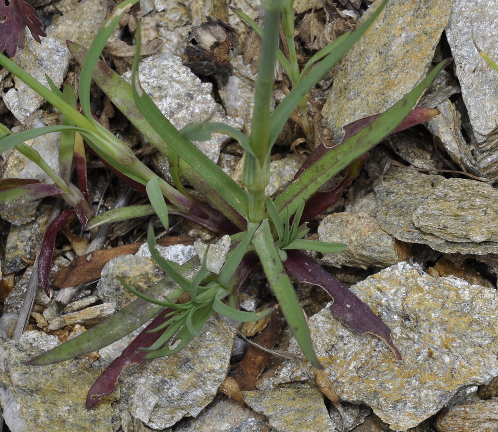 Image of Petrorhagia dubia specimen.