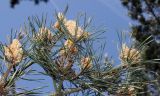 Pinus sylvestris. Ветки с микростробилами и молодыми побегами. Германия, г. Дюссельдорф, Ботанический сад университета. 04.05.2014.