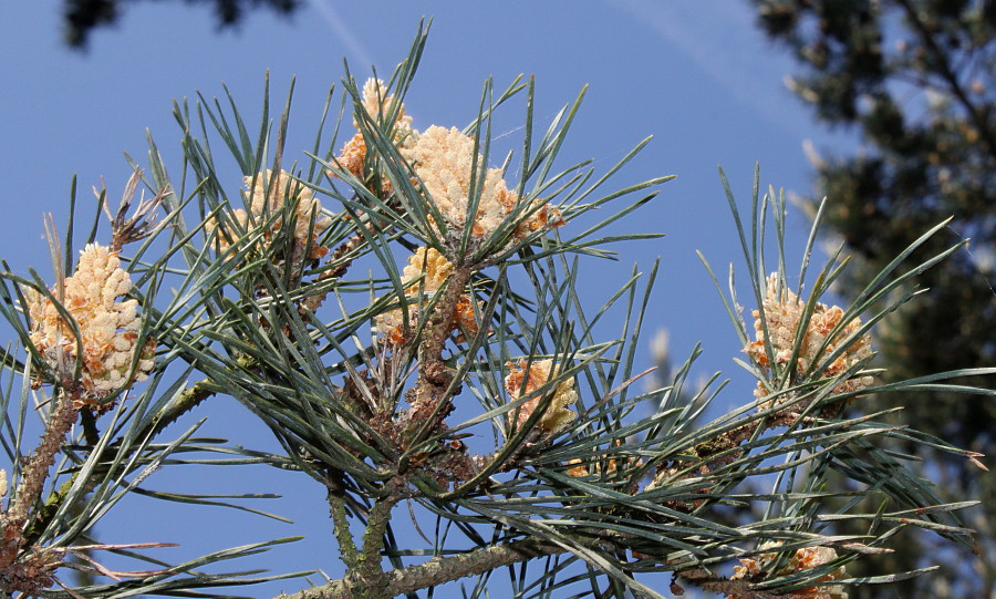 Image of Pinus sylvestris specimen.