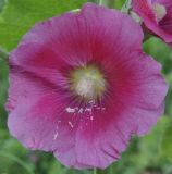 Alcea rosea