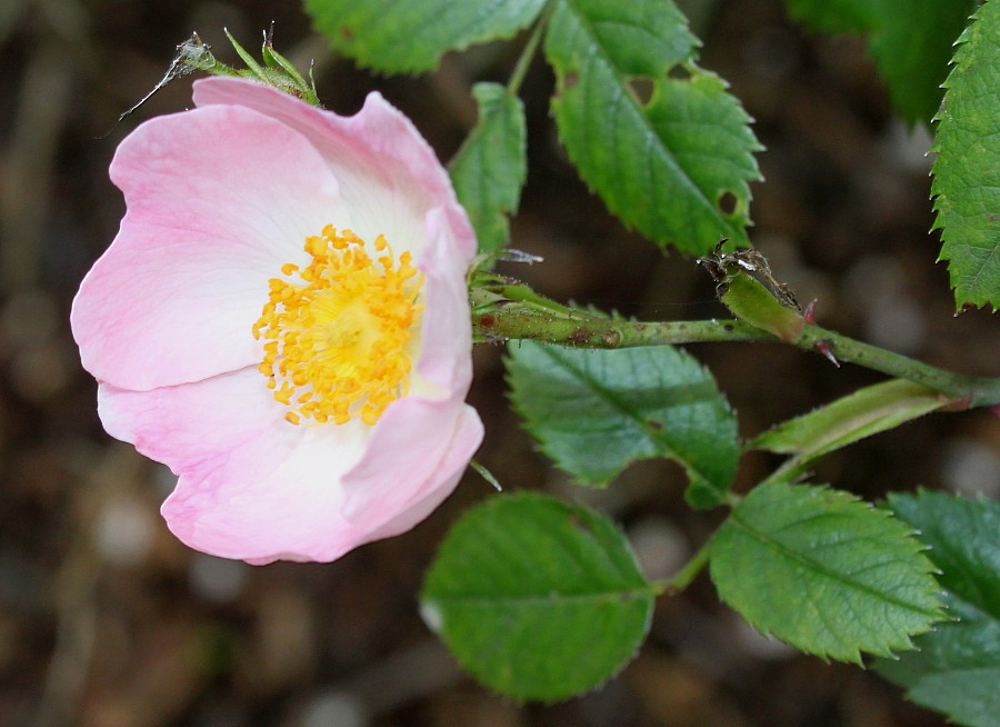 Image of Rosa stylosa specimen.