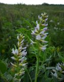 Glycyrrhiza glabra. Верхушки побегов с соцветиями. Ростовская обл., Азовский р-н, окр. пос. Солнечный, склон берега пруда. 08.06.2014.