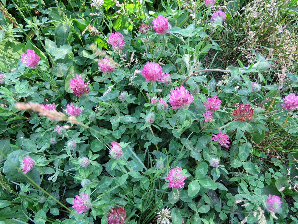 Изображение особи Trifolium pratense.